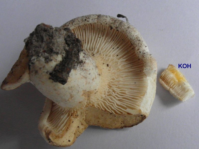 2012-08-15-Mycologie à Poigny